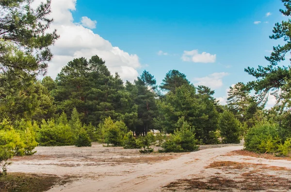 Krásná zelená borovice — Stock fotografie