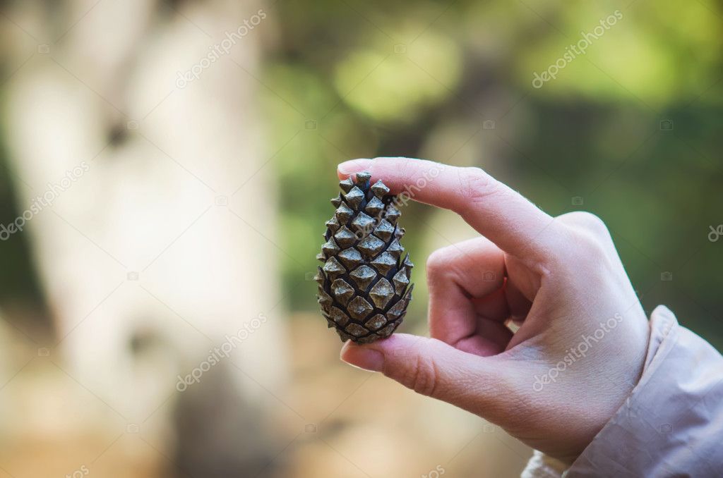 A woman holding a pine cone in her hands