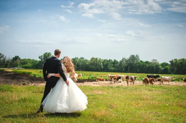Milenci na pozadí krav — Stock fotografie