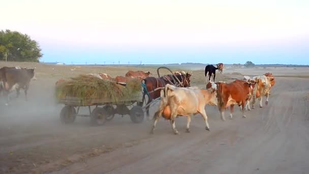 Vacas y caballos van por el camino — Vídeos de Stock