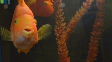 Küçük küçük balık papağan