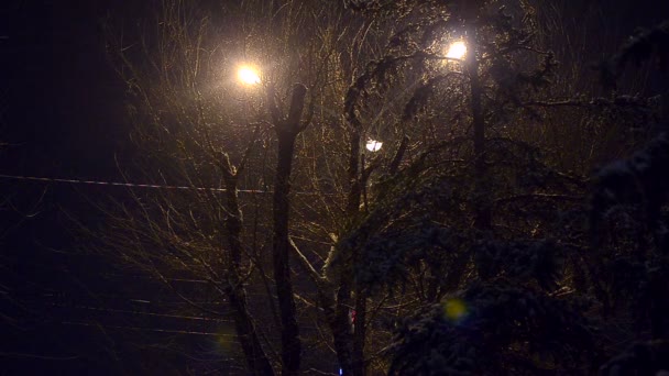 It is snowing at night in park — Stock Video