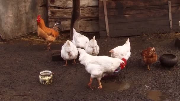 Gallinas y gallos — Vídeo de stock