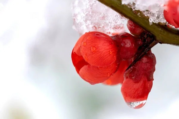 Sebuah Potret Makro Dari Bunga Quince Merah Jepang Tergantung Pada — Stok Foto