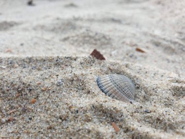 Kumsalda kumdaki gri mavi deniz kabuğunun detaylı bir makro portresi. Kabuğun etrafındaki kum taneleri açıkça görülüyor..