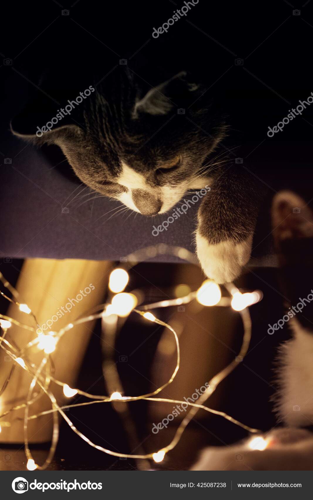 一只小猫的画像它俯视着下面的一些神灯准备开始和它们一起玩耍这只小动物用爪子伸向灯光 图库照片 C Joerimostmans