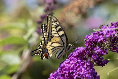 A close up macro portrait of a papilio machaon butterfly, also known as the queen page. It is sitting on a branch with purple flowers of the butterfly bush. clipart