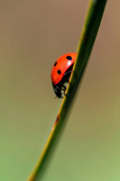 A macro portrait of a ladybug or ladybird walking down a blade of grass with a blurred out background. The useful insect is probably looking for prey to feed on. Other small insects are its food.