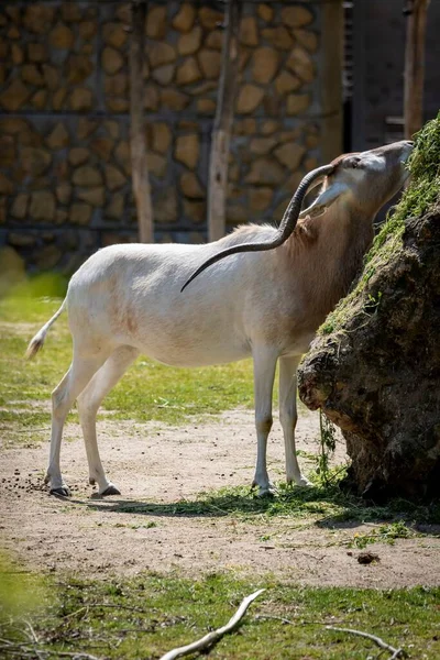 Portrait Addax Screwhorn Antelope Trying Reach Some Food Rock Covered — Stock Photo, Image