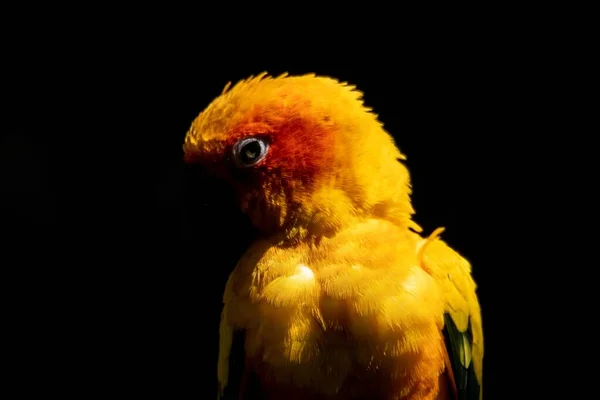 Портрет Красивого Красочного Попугая Появляющегося Темноте Тьма Свет Создают Красочный — стоковое фото