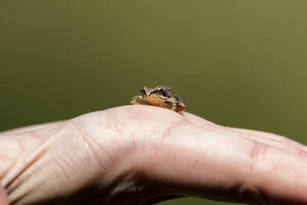 Een Portret Van Een Kleine Kikker Die Nog Steeds Een — Stockfoto