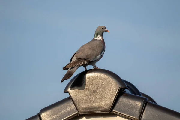 Portret Gołębia Samym Szczycie Grzbietu Dachu Wędzisko Którym Siedzi Ptak — Zdjęcie stockowe