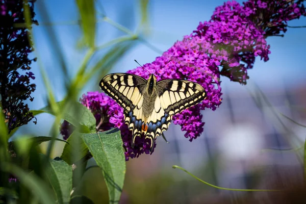 Retrato Cerca Una Mariposa Página Reina Una Flor Arbusto Mariposa — Foto de Stock