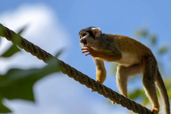 A close up portrait of a squirrel monkey walking over a rope with some food in its mouth it is also known as a capuchin monkey.