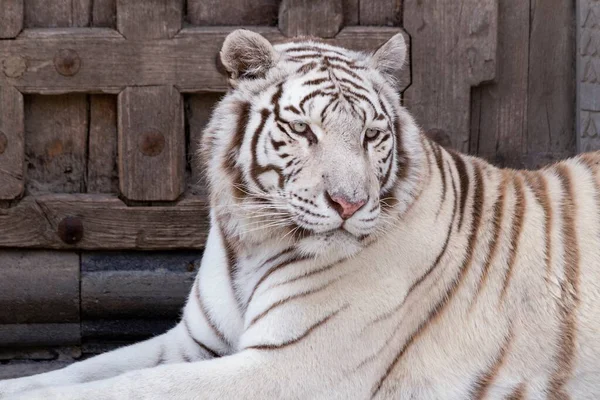 Portret Białego Syberyjskiego Tygrysa Leżącego Przed Zamkniętymi Drewnianymi Drzwiami Zoo — Zdjęcie stockowe