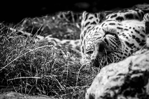 Retrato Blanco Negro Leopardo Acostado Sobre Espalda Descansando Animal Acaba — Foto de Stock