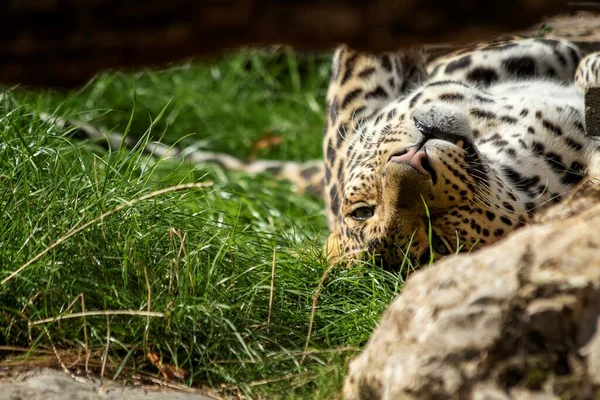 A portrait of a leopard lying on its back resting. The animal just opened its eyes for a second to doze of again.