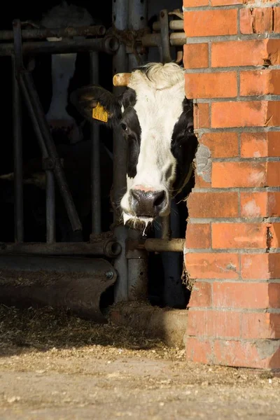 Portrait Cow Sticking Her Head Red Brick Door Opening Big — Stock Photo, Image