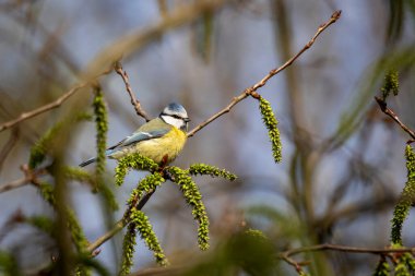 A portrait of a blue tit sitting on a twig resting and looking around for the next twig to fly to.