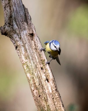 A close up portrait of a blue tit holding on to a scewed branch of a tree. 