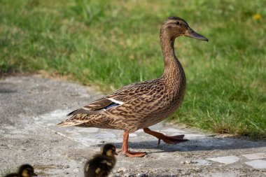 Bir ördeğin portresi, etrafta dolanıyor ve ardından yavruları geliyor..