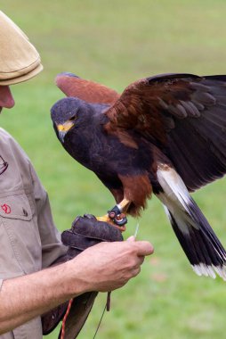 Bir çöl portresi ya da Harris 'in şahini bir şahinin üzerinde otururken kanatları açık bir eldiven. Kuş, bir şahin kuş gösterisi sırasında üzerinden uçtu ve aynı zamanda esmer ya da körfez kanatlı şahin olarak da bilinir..