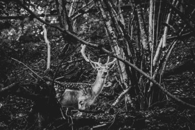 Ormanın ortasında bir geyiğin siyah beyaz portresi. Kürkünün üzerinde benekler var ve doğrudan kameraya bakıyor..