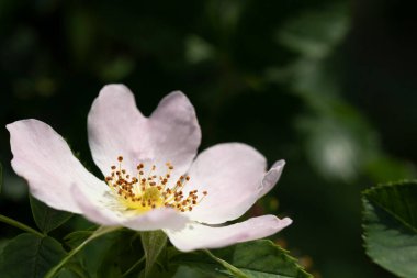 Beyaz bir çiftçinin portresi. Yasemin çiçeği. Yeşil yaprakların arasında salgınlar görülebiliyor..