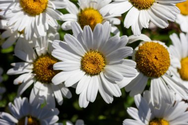 Büyük beyaz papatyaların portresi. Çiçeklerin beyaz yaprakları ve sarı bir çekirdeği var. Çiçeklere Alp çayırı da denir ve bir grup halinde dururlar..