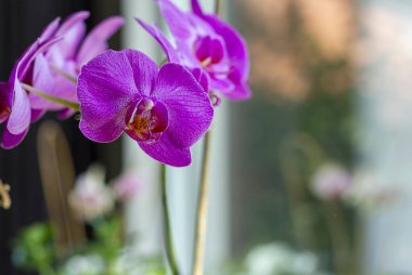 Bir pencerenin yanında duran mor orkidelerin yakın plan portresi..