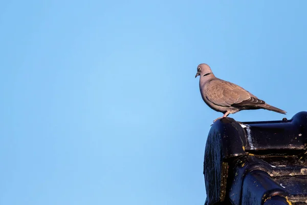 屋根の上に座っているピジョンの肖像画で 完璧な青空を背景にしています 野生の鳥はもう一度飛び立つ準備ができている — ストック写真