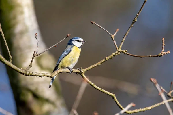 Portrait Blue Tit Sitting Little Branch Looking Resting Ready Fly — Foto de Stock