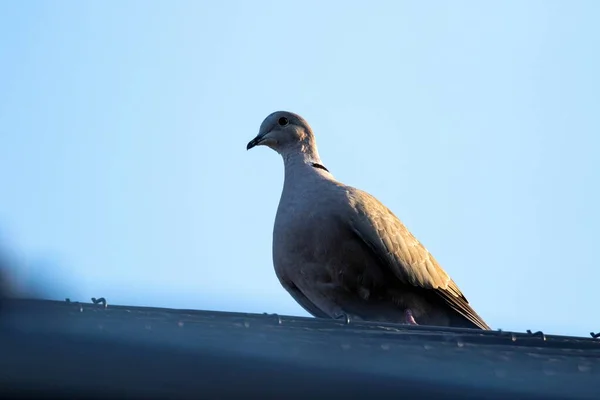 Close Portrait Pidgeon Sitting Roof Sun Shining One Its Wings — Stock Photo, Image