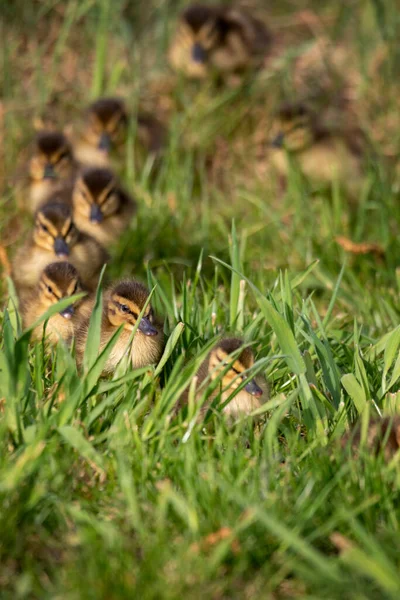 Sebuah Potret Dari Beberapa Bayi Bebek Berjalan Melalui Beberapa Rumput — Stok Foto