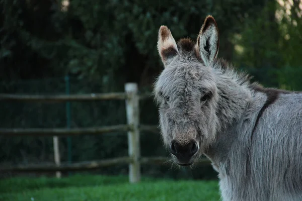 Portrait Midget Donkey Grazing Its Field Looking Straight Camera — Stock Photo, Image