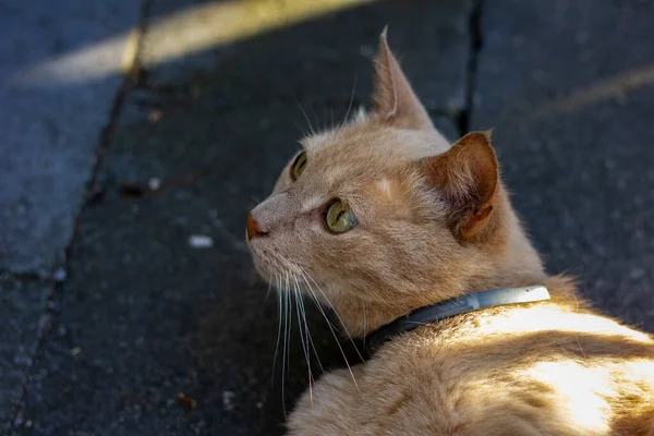 Портрет Оранжевой Кошки Смотрящей Вверх Лежащей Каменном Полу — стоковое фото