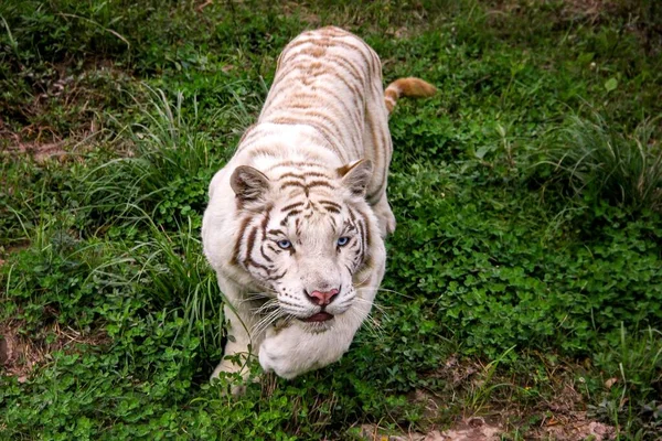 A portrait of a white tiger stalking its prey getting ready to jump and attack it. The big cat is walking on a grass field.