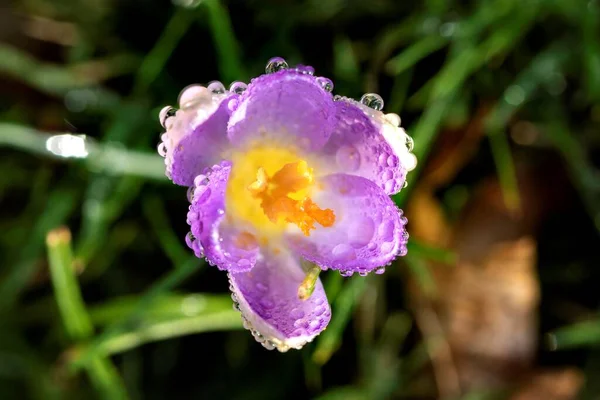 Macro Retrato Cima Para Baixo Uma Flor Crocus Sativus Roxa — Fotografia de Stock