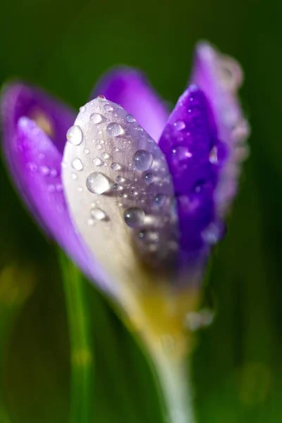 一幅闭合的紫色番红花的宏观画像 上面有雨滴 这朵花正站在阳光下 花瓣上有很多水 — 图库照片