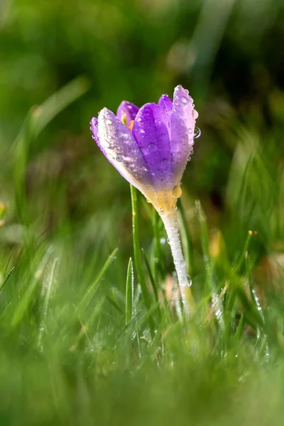 Ett Porträtt Krokusblomma Som Står Gräset Trädgård Den Lila Blomman — Stockfoto