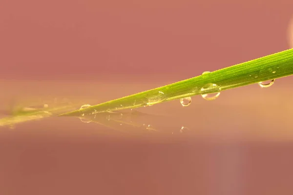 Macro Ritratto Filo Erba Acqua Con Gocce Pioggia Sopra Goccioline — Foto Stock