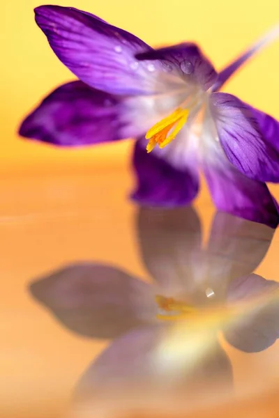 Ett Levande Porträtt Lila Krokusblomma Som Hänger Ovanför Stilla Vattenyta — Stockfoto