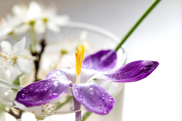 Zbliżenie Portret Szklanego Wazonu Wewnątrz Kilkoma Wiosennymi Kwiatami Środku Podstawowym — Zdjęcie stockowe