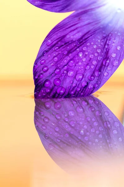 Retrato Macro Uma Pétala Flor Croco Roxo Cheio Gotas Água — Fotografia de Stock