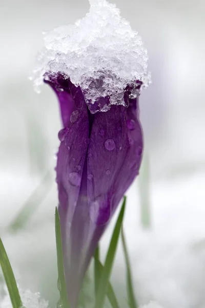 Sebuah Potret Dekat Dari Bunga Crocus Ungu Ditutupi Dengan Salju — Stok Foto