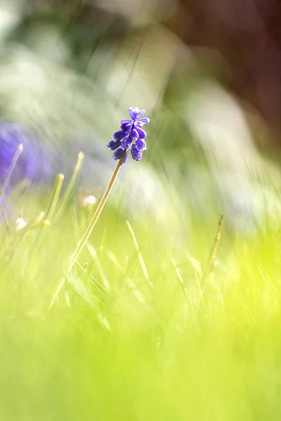 Ett Naturskönt Porträtt Blå Druva Hyacint Som Står Gräsmattan Trädgård — Stockfoto