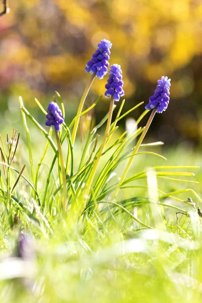 Ett Porträtt Ett Gäng Druvhyacinter Blommor Som Står Gräset Gräsmatta — Stockfoto