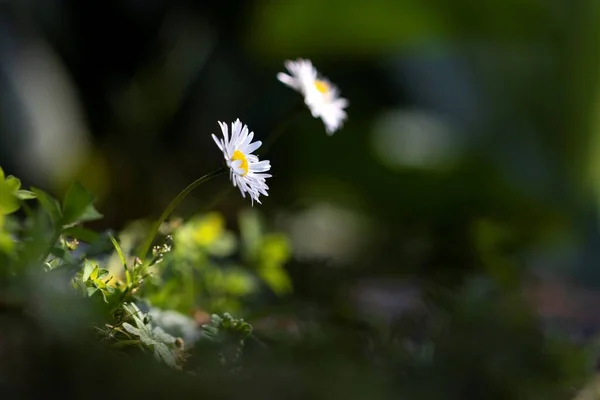 日陰に立つ白と黄色のデイジーの肖像画と 春の季節に両方の小さな花を打つ太陽の光の線を背景にぼやけているその種の1つ — ストック写真