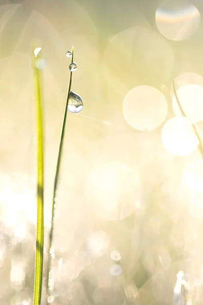 Портрет Травинки Капельками Росы Висящими Ней Солнце Закате Солнечный Свет — стоковое фото