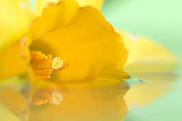 Macro Ritratto Luminoso Sognante Narciso Giallo Che Galleggia Acqua Con — Foto Stock